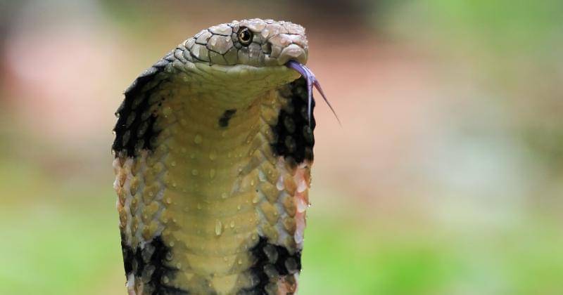 freepik/kuritafsheen77